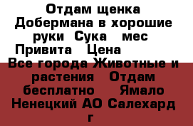 Отдам щенка Добермана в хорошие руки. Сука 5 мес. Привита › Цена ­ 5 000 - Все города Животные и растения » Отдам бесплатно   . Ямало-Ненецкий АО,Салехард г.